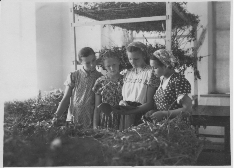 Справа налево: Лена Скрипко, Алла Крейтор, Тамара Юфрякова, Галя Компаниец читают дневник, который они вели, выращивая шелкопряда.