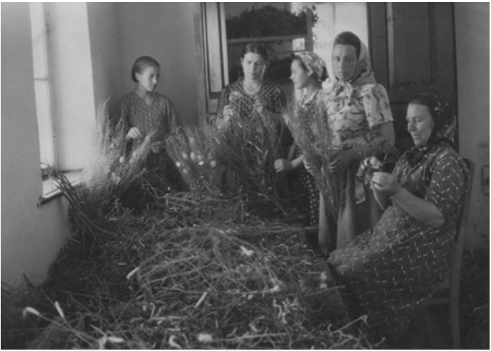 Справа налево: Тётя Наташа (техничка), Чичера(?), Скрипко Лена, Виноградова Нина Григорьевна (учитель немецкого языка), Бессонова Лида - выбирают коконы из веток шелковицы.